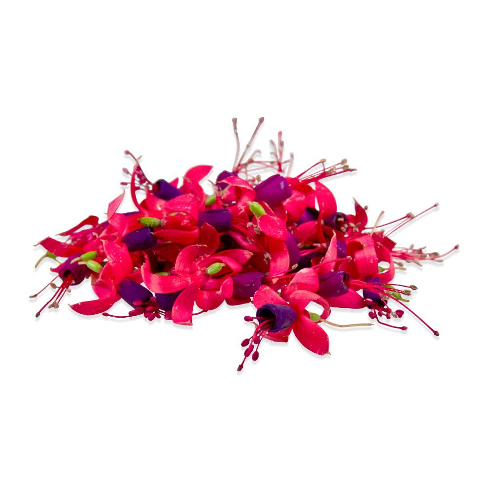 Edible Flowers Micro Sun Daisy Marx Foods