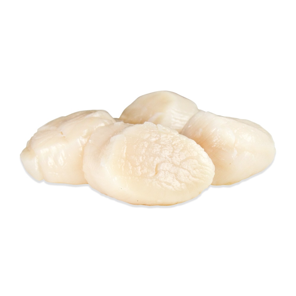 Dry Packed Fresh Sea Scallops for Sale Marx Foods