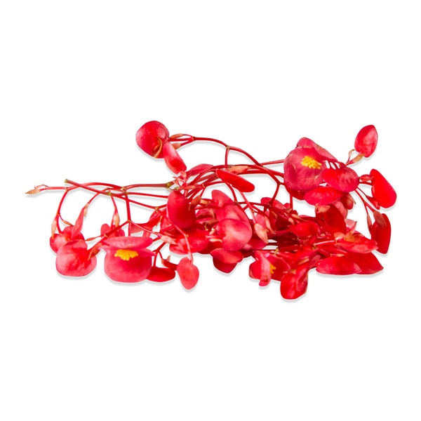 Are Apple Blossoms Edible Are Apple Blossoms Edible