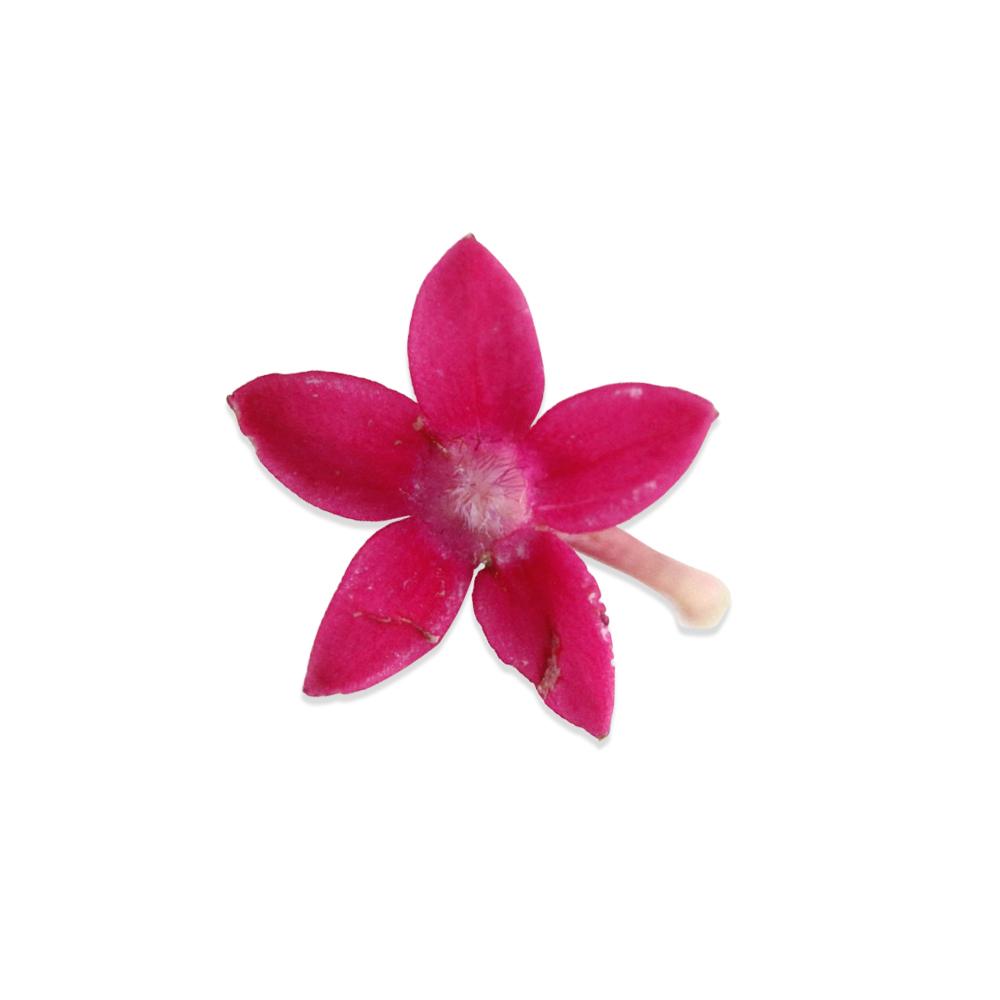 Herb and Spice Roasted Cornish Game Hens Recipe