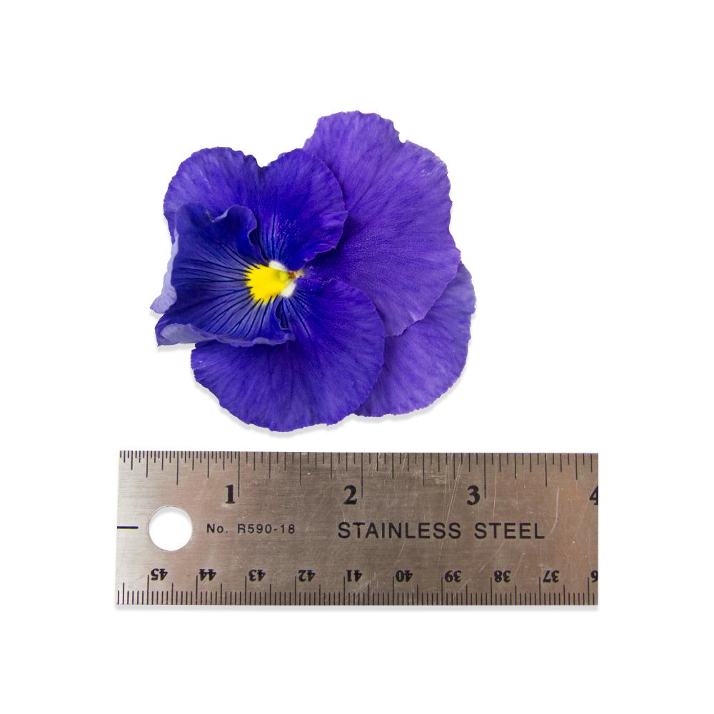 Bulk Edible Pansy Blossoms for Sale Marx Foods