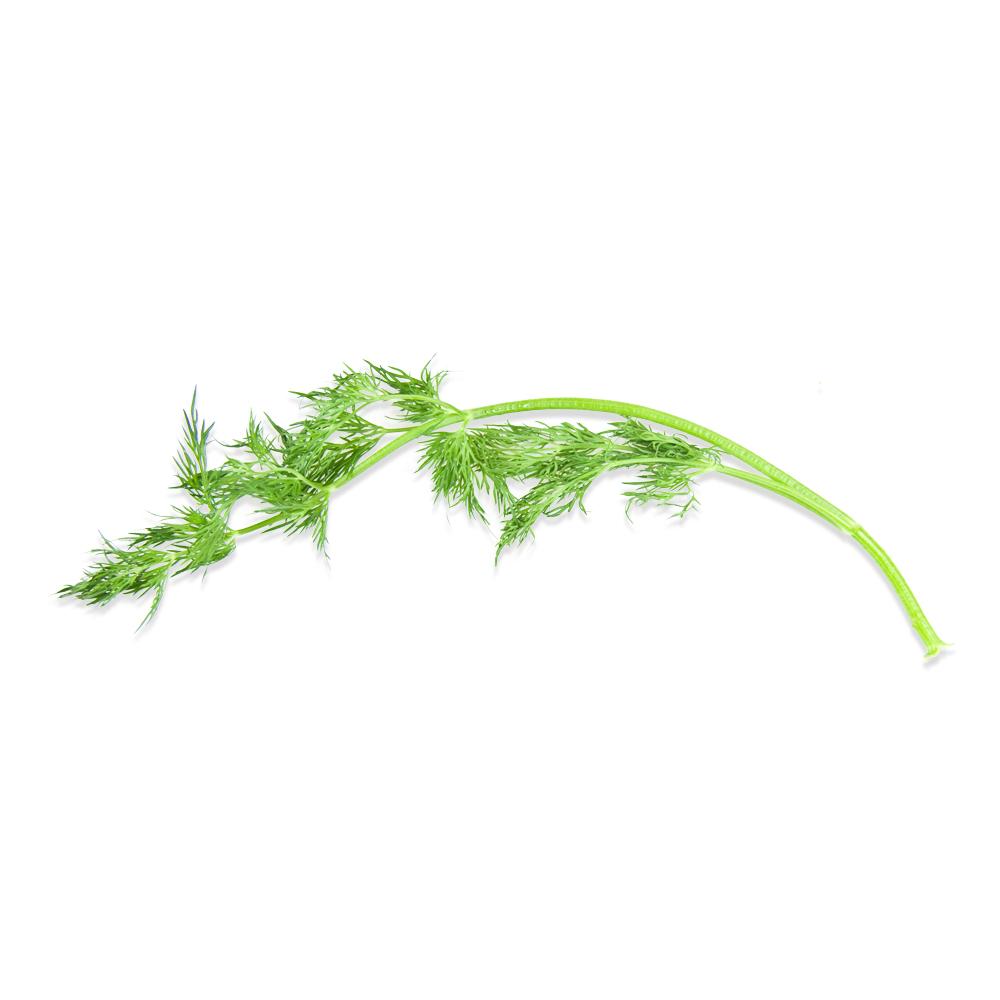 Fresh Dill Leaves (Baby Dill) Marx Foods