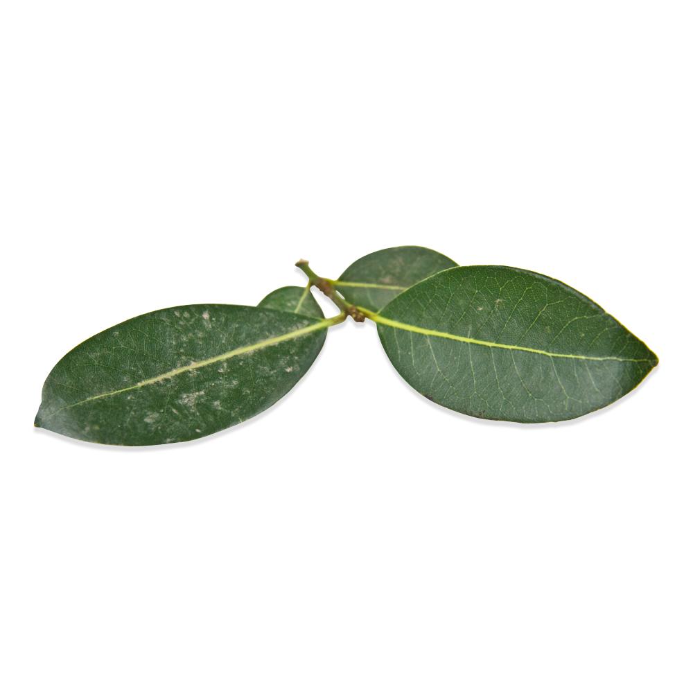 Fresh Bay Leaves in Bulk Marx Foods
