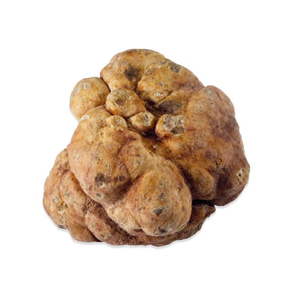 Italian-Spring-White-Truffle_WhiteBianchettiTruffles-1.jpg