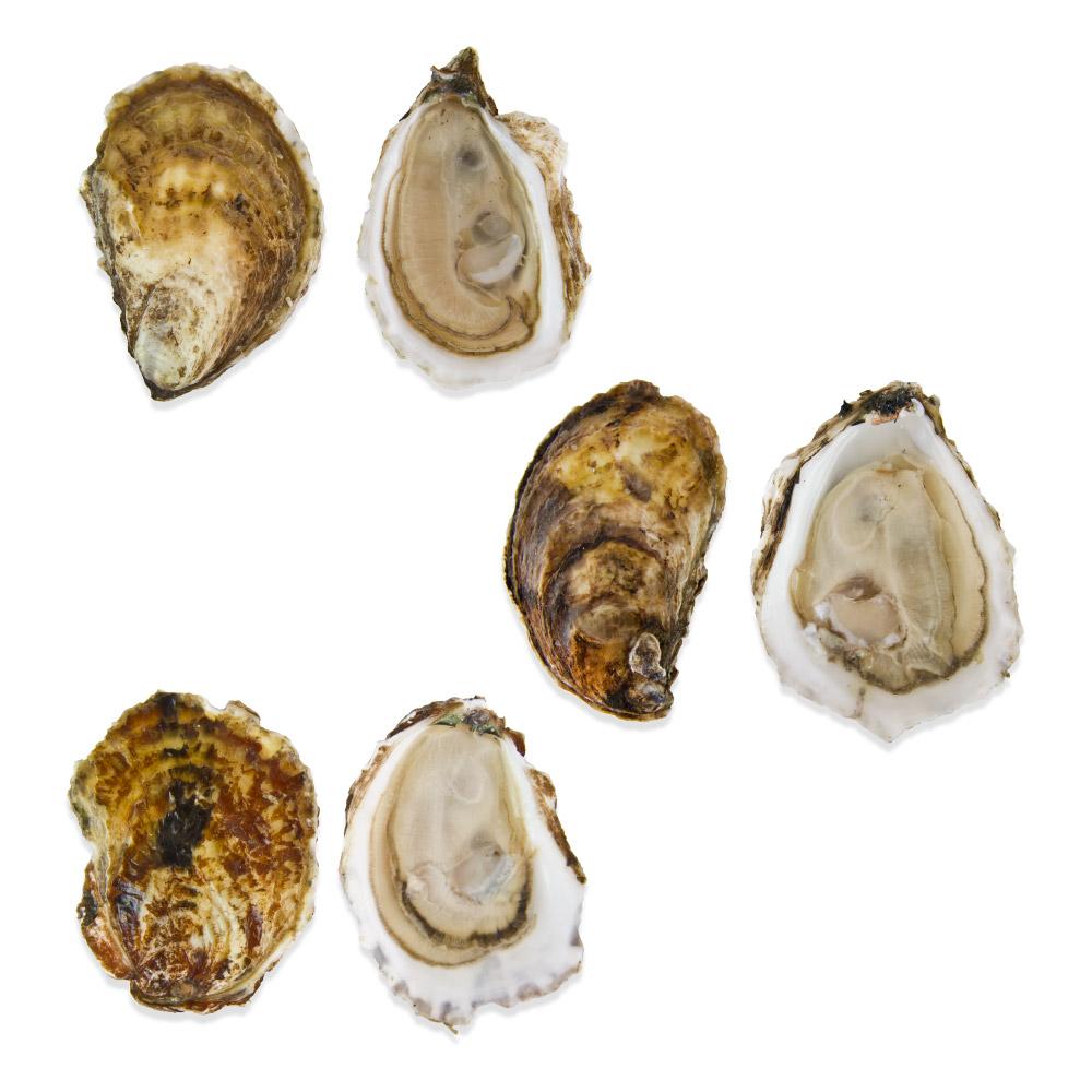 Live Blue Point Oysters in Bulk Marx Foods