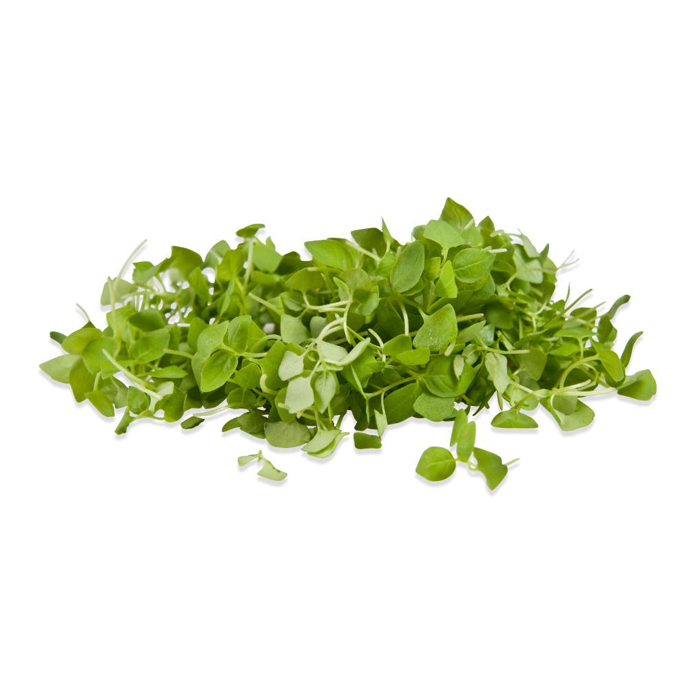 Cinnamon Basil Microgreens (Micro Basil Cinnamon) Marx Foods