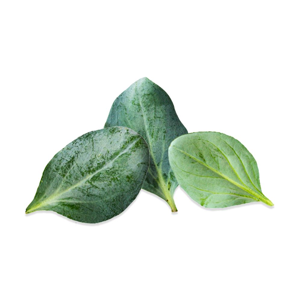 Fresh Oyster Leaf for Sale (Fresh Leaf Oyster) Marx Foods