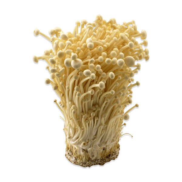 Fresh Enoki Mushrooms Marx Foods