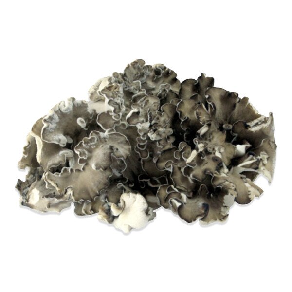 Fresh Organic Maitake Mushrooms Marx Foods