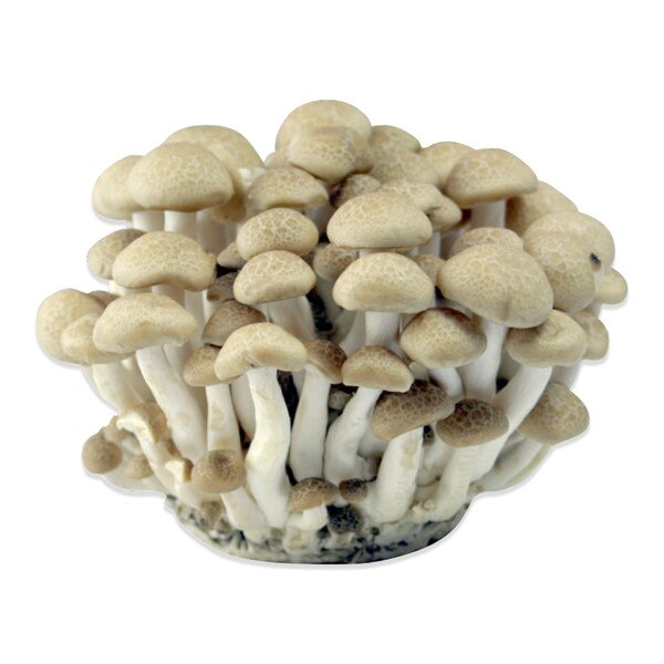 Fresh Organic White Beech Mushrooms | Marx Foods