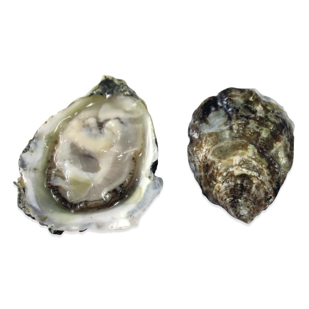 Olympia Oysters Shipped Overnight Marx Foods