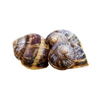 Fresh Shelled Escargots-1