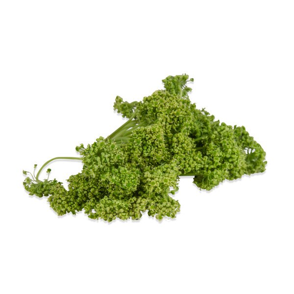 Fresh Angelica Flowers-1