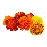 Fresh Marigolds-4