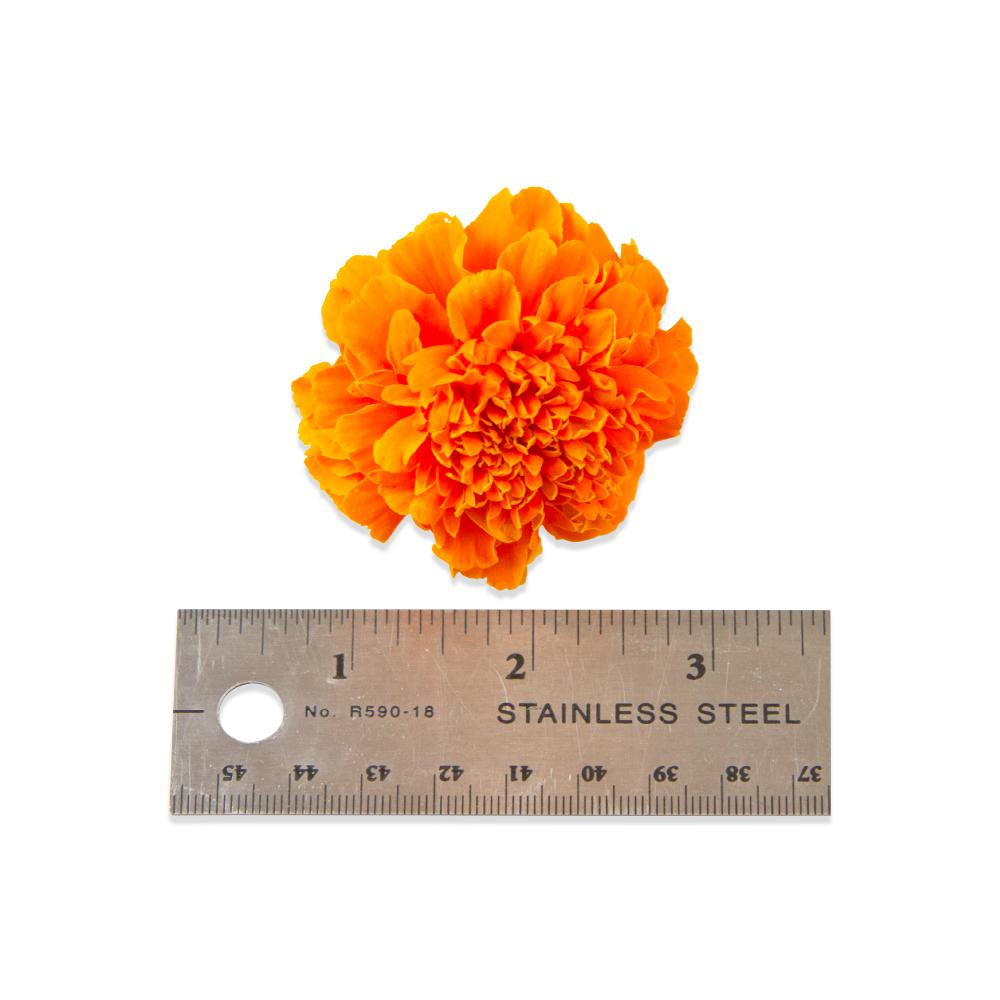 Buy Edible Marigolds in Bulk Marx Foods