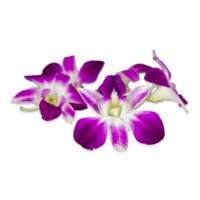 Fresh Karma Orchids-4