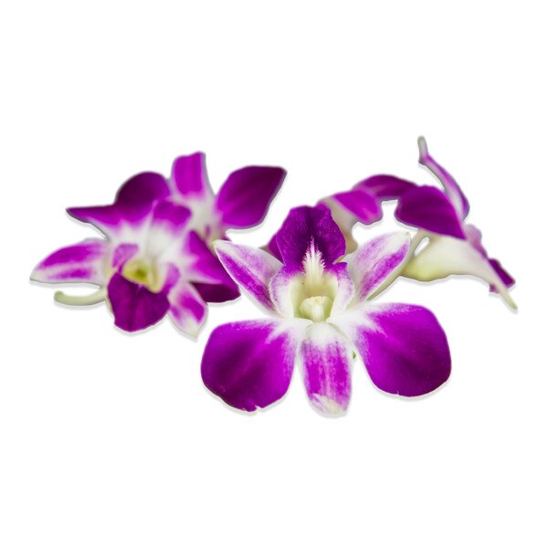 Edible Orchids  Buy Wholesale Edible Flower Karma Orchids Online