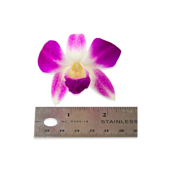 Fresh Karma Orchids-3