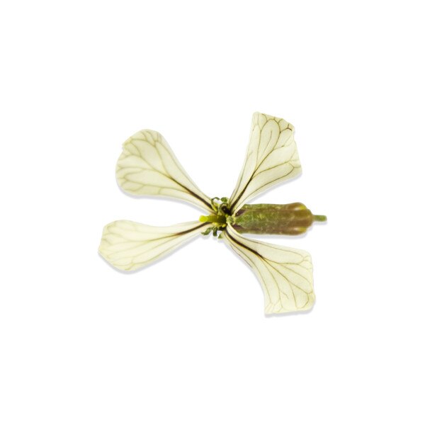 Fresh Arugula Blossoms-4