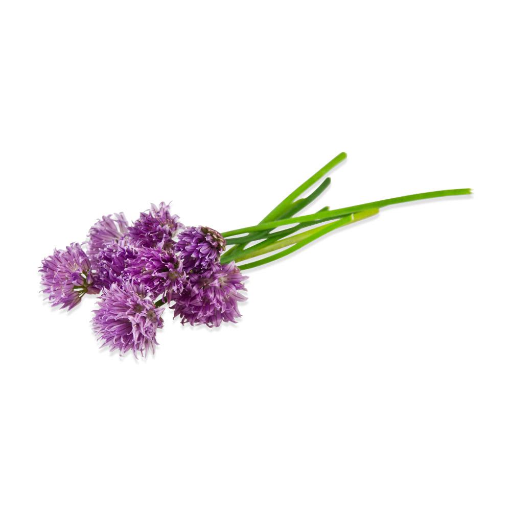 chive blossom