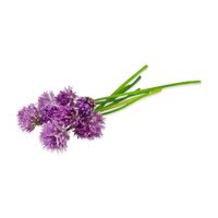 Fresh Chive Blossoms-1