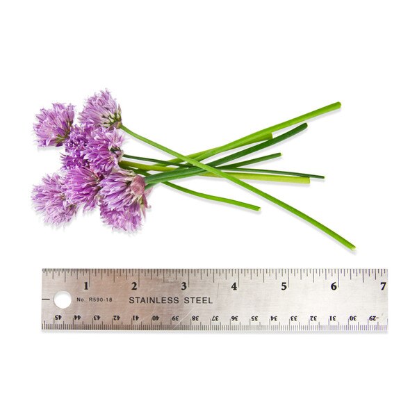 Fresh Chive Blossoms-2