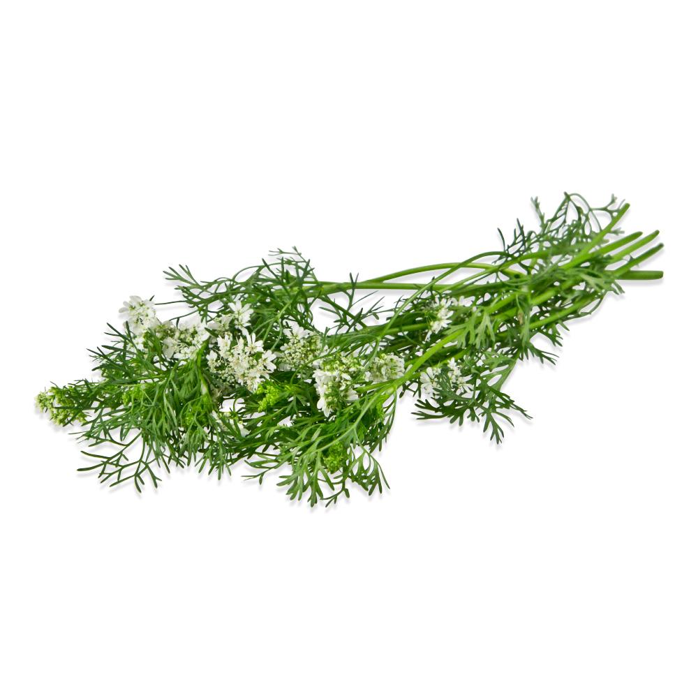 Cilantro Flowers for Sale Marx Foods