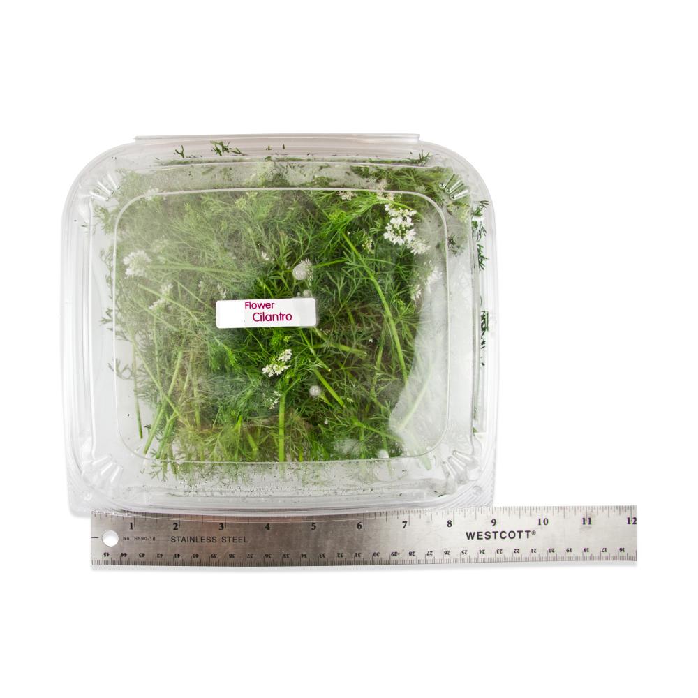 Cilantro Flowers for Sale Marx Foods