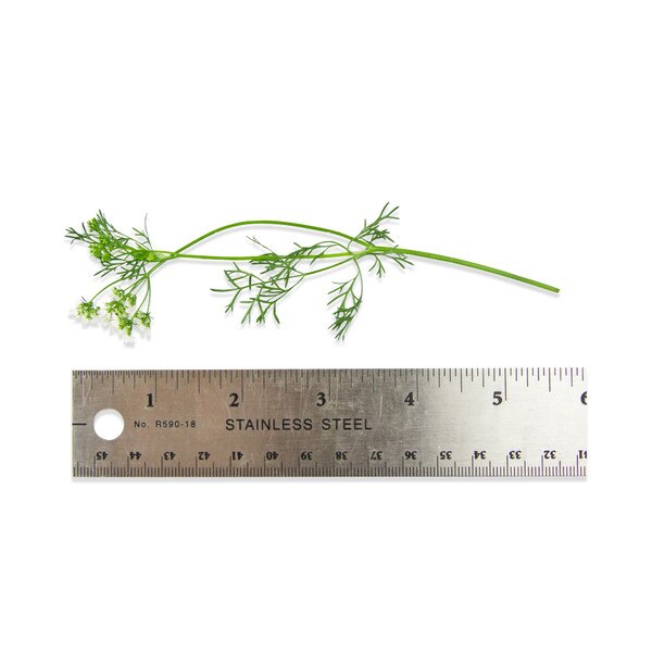 Fresh Cilantro Flowers-3