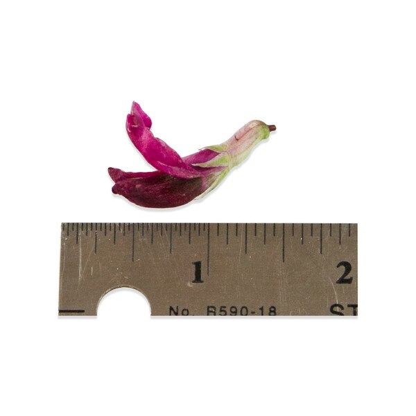 Fresh Fava Flowers-3
