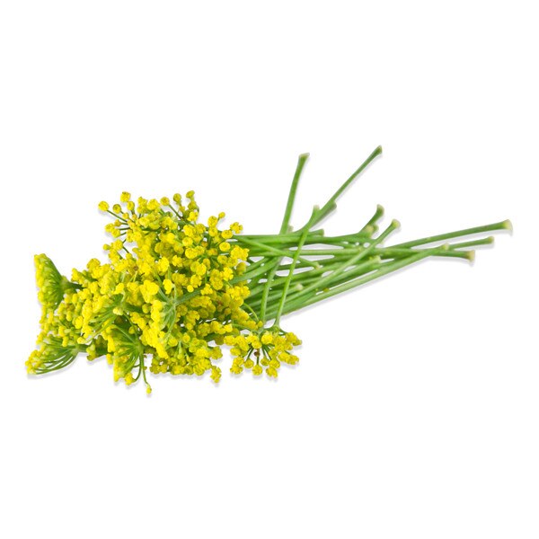 Fresh Fennel Flowers-3