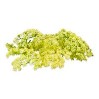 Fresh Elderflowers-3