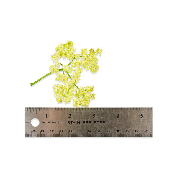 Fresh Elderflowers-3