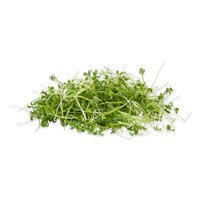 Curly Micro Pepper Cress-1