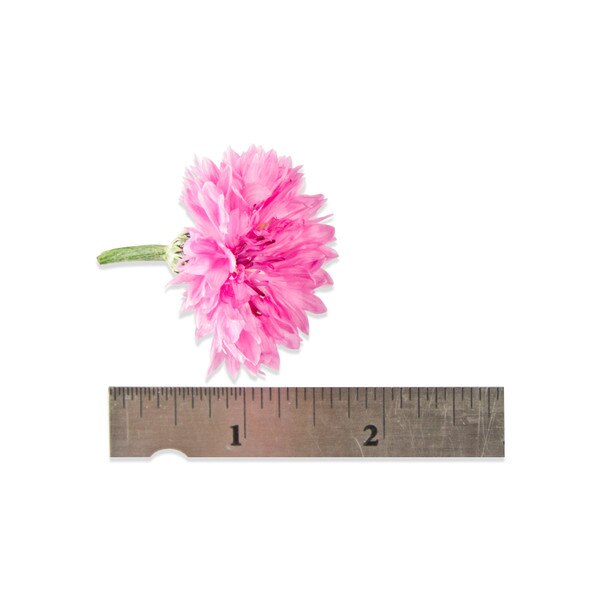Fresh Bachelor's Buttons-1