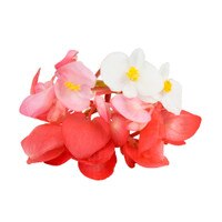 Edible Orchids  Buy Wholesale Edible Flower Karma Orchids Online - Marx  Foods