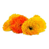 Fresh Calendulas-4