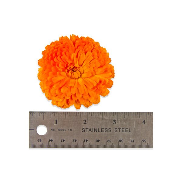 Fresh Calendulas-3