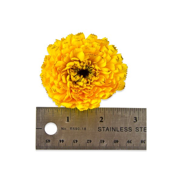 Fresh Calendulas-4