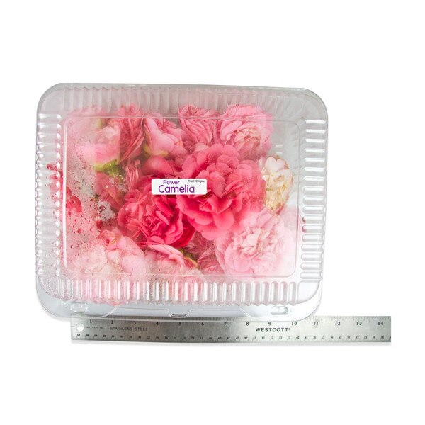 Fresh Camellias-2