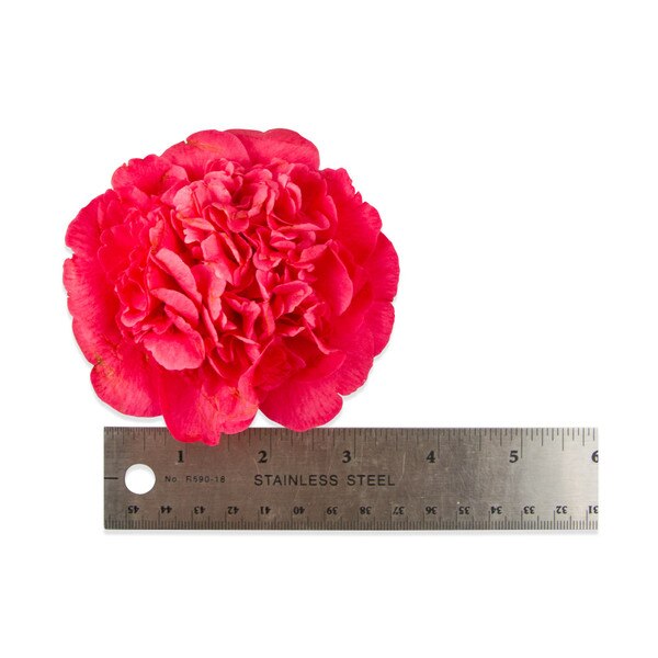 Fresh Camellias-4