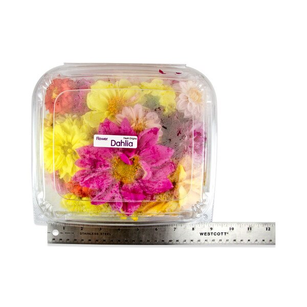 Fresh Dahlias-3