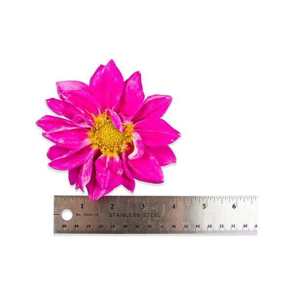 Fresh Dahlias-2