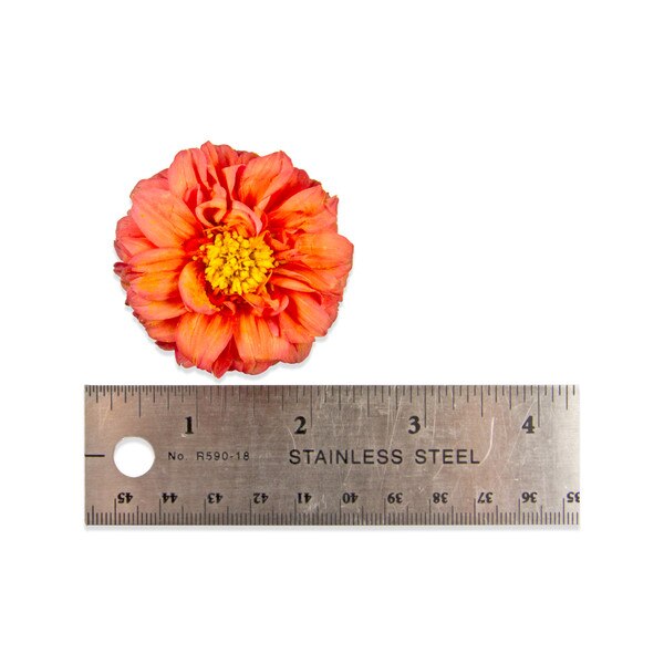 Fresh Dahlias-1