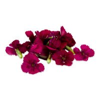 Fresh Micro Dianthus™-2