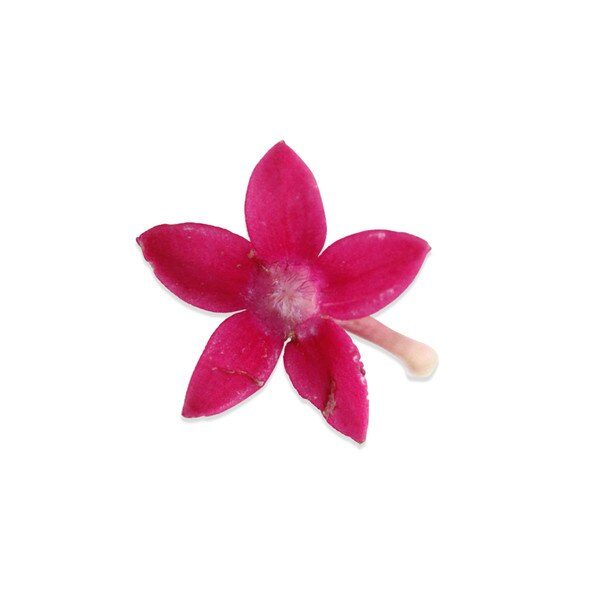 Fresh Micro Star Flowers-2