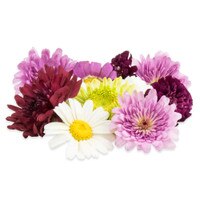 Fresh Mum Flowers-1