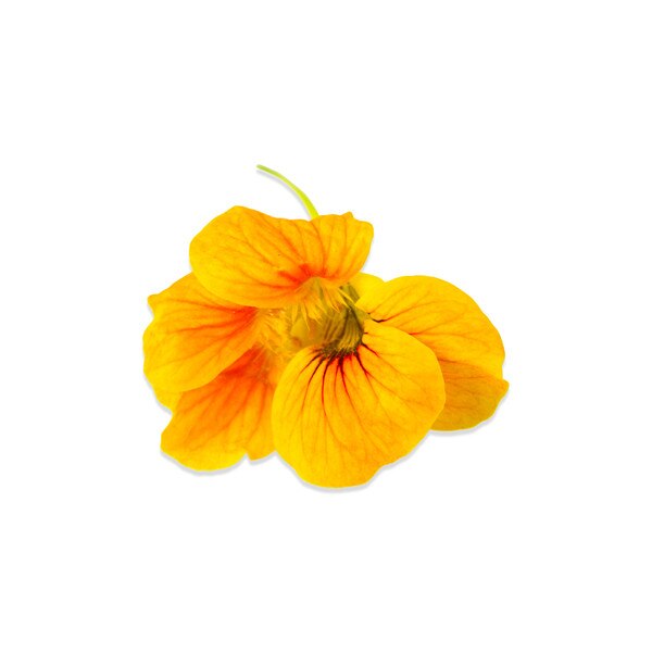 Fresh Nasturtium Flowers & Leaves-4