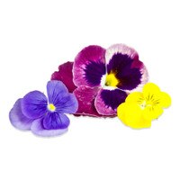 blue, purple & yellow fresh edible pansy blossoms