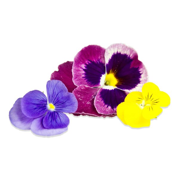 Bulk Edible Pansy Blossoms for Sale Marx Foods